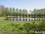 Willow (Salix)
