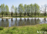 Willow (Salix)