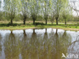 Willow (Salix)