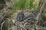 Green-winged Teal (Anas crecca)