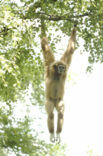 White-handed gibbon (Hylobates lar) 