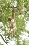 White-handed gibbon (Hylobates lar) 