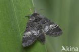 Oak Marbled Brown (Drymonia querna)