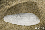 White Piddock (Barnea candida)