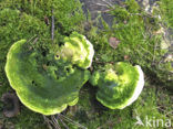 Lumpy Bracket (Trametes gibbosa)