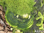 Witte bultzwam (Trametes gibbosa)