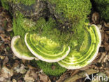 Witte bultzwam (Trametes gibbosa)