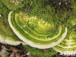 Witte bultzwam (Trametes gibbosa)