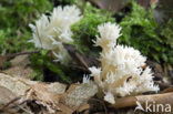 Witte koraalzwam (Clavulina coralloides)