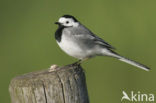 Witte Kwikstaart (Motacilla alba)