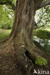 Witte paardenkastanje (Aesculus hippocastanum)