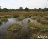 Witte snavelbies (Rhynchospora alba) 