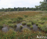 Witte snavelbies (Rhynchospora alba) 