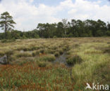 White Beak-sedge (Rhynchospora alba)