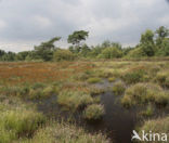 Witte snavelbies (Rhynchospora alba) 