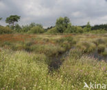 Witte snavelbies (Rhynchospora alba) 