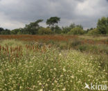 White Beak-sedge (Rhynchospora alba)