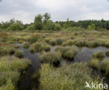 Witte snavelbies (Rhynchospora alba) 