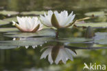 Witte waterlelie (Nymphaea alba)