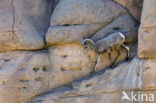 Woestijndikhoornschaap (Ovis canadensis nelsoni)