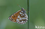 False Heath Fritillary (Melitaea diamina)