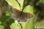 False Heath Fritillary (Melitaea diamina)