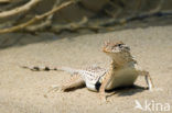 Yuman Desert Fringe-toed Lizard (Uma rufopunctata) 