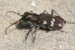 Zandloopkever (Cicindela spec.)