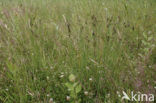 Hard Rush (Juncus inflexus)