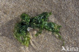 Sea lettuce (Ulva lactuca)