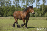 Zeeuws paard (Equus spp)