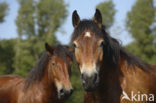 Zeeuws paard (Equus spp)