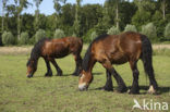 Zeeuws paard (Equus spp)