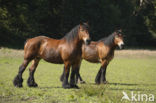 Zeeuws paard (Equus spp)