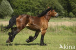 Zeeuws paard (Equus spp)