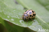 Zestienpuntlieveheersbeestje (Tytthaspis sedecimpunctata)