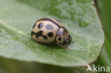 Zestienpuntlieveheersbeestje (Tytthaspis sedecimpunctata)