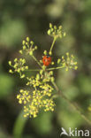 Zevenstippelig lieveheersbeestje (Coccinella septempunctata