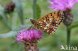 Zilveren maan (Boloria selene) 