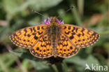 Zilveren maan (Boloria selene) 