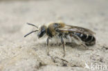 Zilveren zandbij (Andrena argentata) 