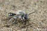 Zilveren zandbij (Andrena argentata) 
