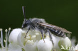 Zilveren zandbij (Andrena argentata) 