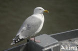 Zilvermeeuw (Larus argentatus)