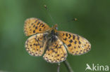 Zilvervlek parelmoervlinder (Boloria euphrosyne) 