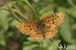 Zilvervlek parelmoervlinder (Boloria euphrosyne) 