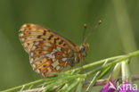 Zilvervlek parelmoervlinder (Boloria euphrosyne) 