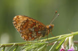 Zilvervlek parelmoervlinder (Boloria euphrosyne) 