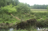 Common Oak