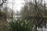 Zomerklokje (Leucojum aestivum) 